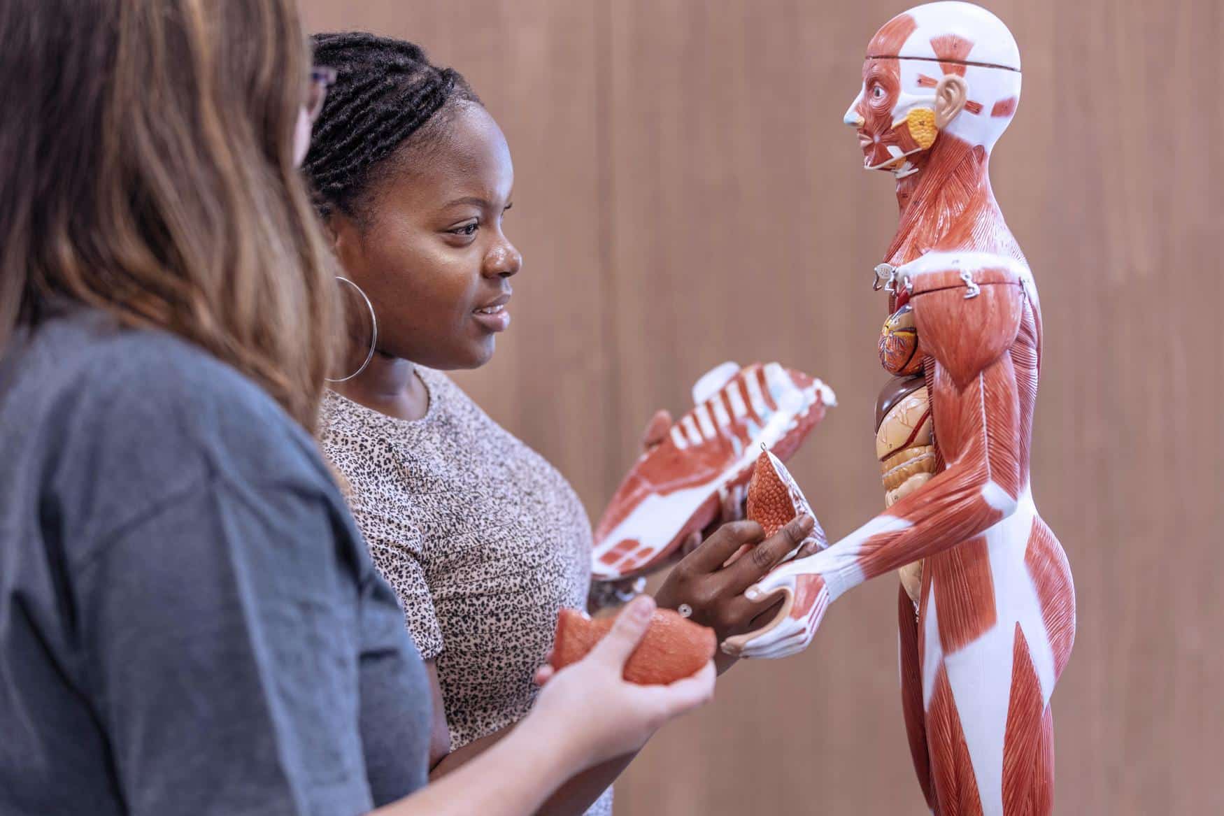 Two women examine a detailed human anatomical model, holding removable organs and discussing its features. The model shows muscles and internal structures against a blurred brown background.