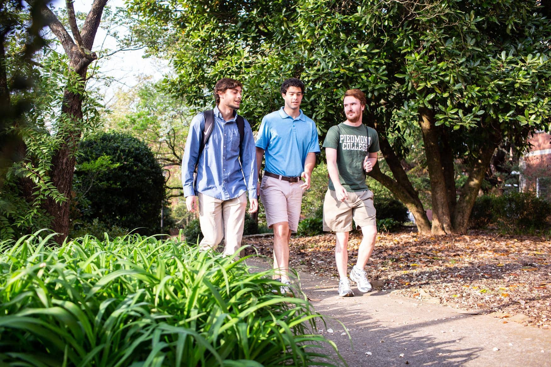 Three young men walk together on a shaded path surrounded by greenery and trees. One wears a backpack, another holds a drink, and one wears a t-shirt that says Piedmont College. They are engaged in conversation.