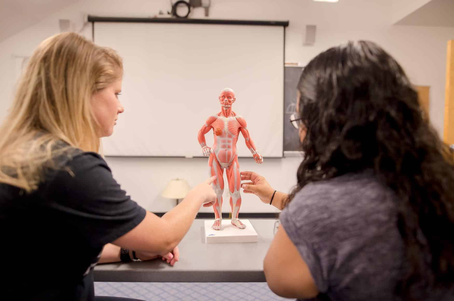 athletic training students reviewing human anatomy