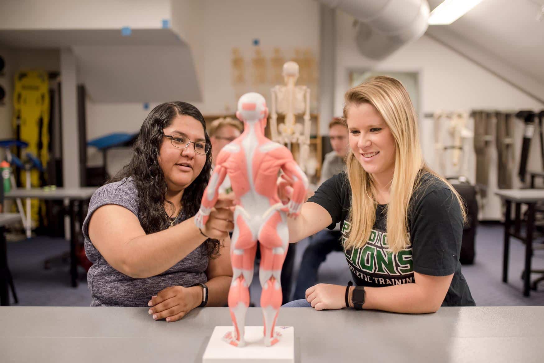 Two students looking at an anatomical model of human muscles