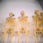 Five life-sized skeleton models are lined up against a white wall