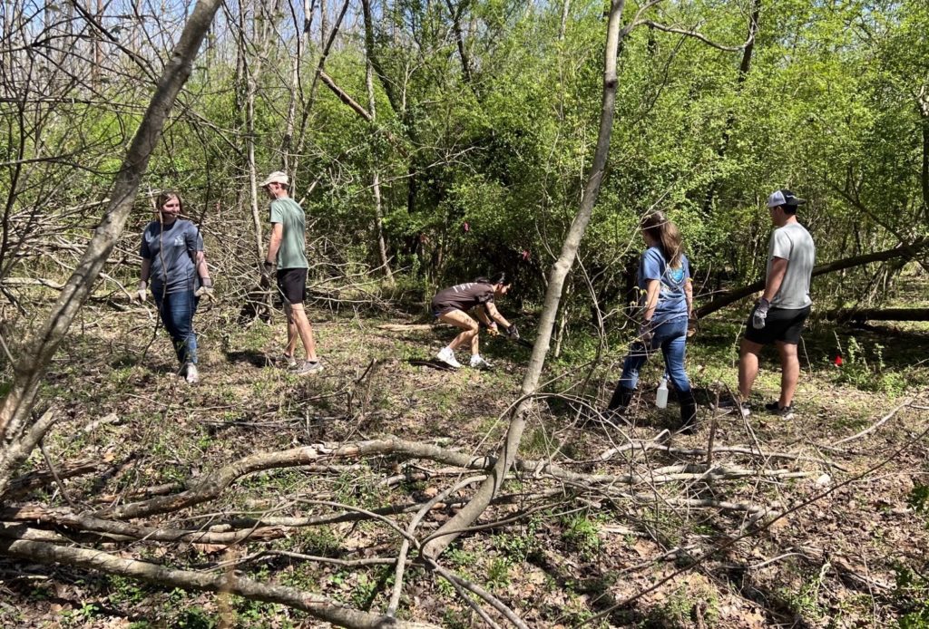 Several students helped remove Chinese Privet from campus.