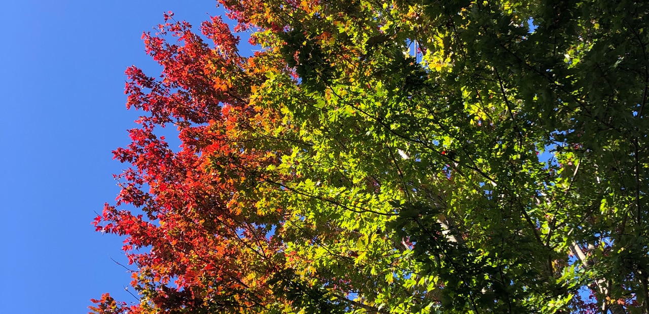 Fall foliage - leaves on a tree turning red with a blue sky background