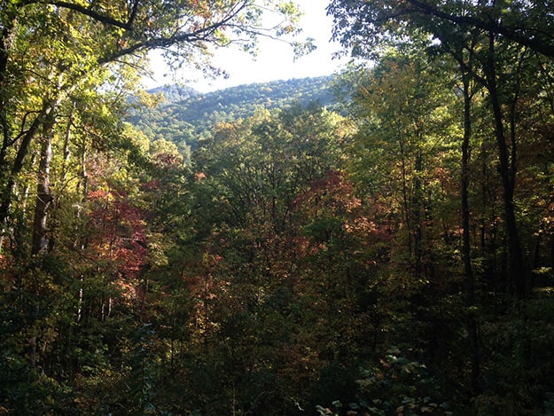 Fall leaves and foliage