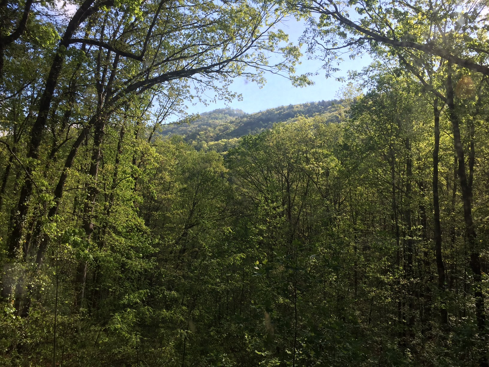 A view of green tree tops looking upwards to a mountain